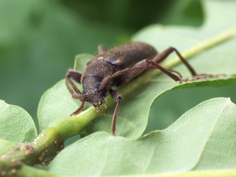 Trichoferus campestris (Faldermann, 1835)